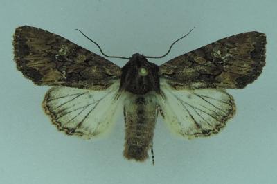 <i>Mniotype solieri</i>