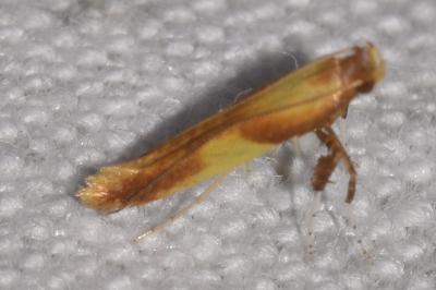 <i>Caloptilia alchimiella</i>