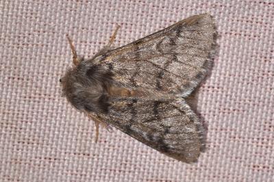 <i>Thaumetopoea processionea</i>