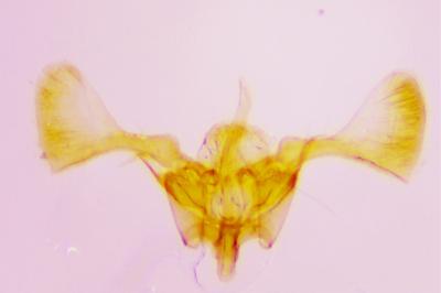 <i>Parornix finitimella</i>