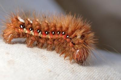 <i>Acronicta rumicis</i>