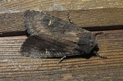 <i>Aporophyla nigra</i>