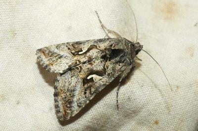 <i>Autographa gamma</i>