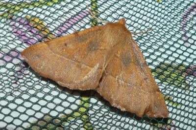 <i>Colotois pennaria</i>