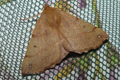 <i>Colotois pennaria</i>