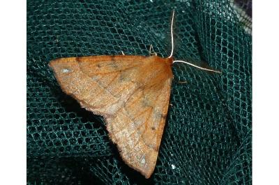 <i>Colotois pennaria</i>