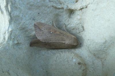 <i>Mythimna unipuncta</i>