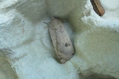 <i>Noctua pronuba</i>