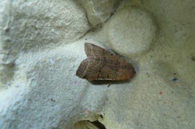 <i>Anchoscelis lunosa</i>