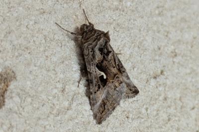 <i>Autographa gamma</i>
