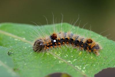 <i>Clostera anachoreta</i>