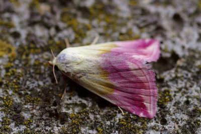 <i>Eublemma purpurina</i>