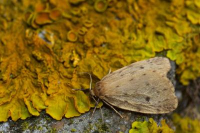 <i>Thumatha senex</i>