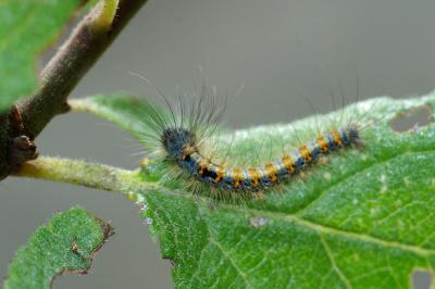 <i>Lasiocampa quercus</i>