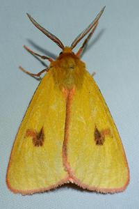 <i>Diacrisia sannio</i>