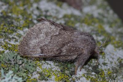 <i>Trichiura crataegi</i>