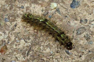 <i>Katha depressa</i>