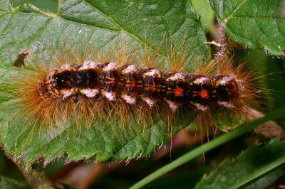 <i>Euproctis chrysorrhoea</i>