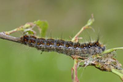 <i>Trichiura crataegi</i>