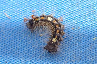 <i>Lymantria dispar</i>