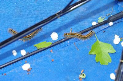 <i>Malacosoma neustria</i>