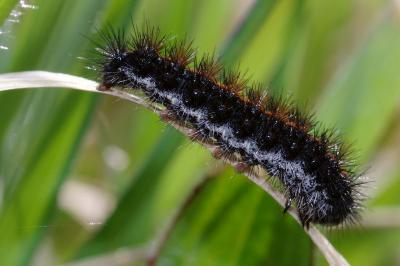 <i>Spiris striata</i>