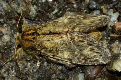 <i>Peridea anceps</i>