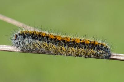 <i>Lasiocampa trifolii</i>