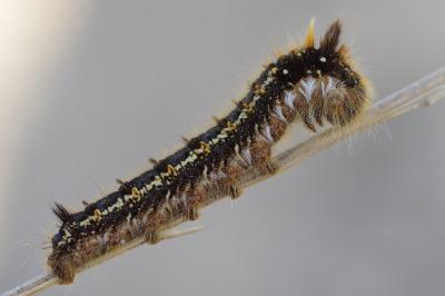 <i>Euthrix potatoria</i>