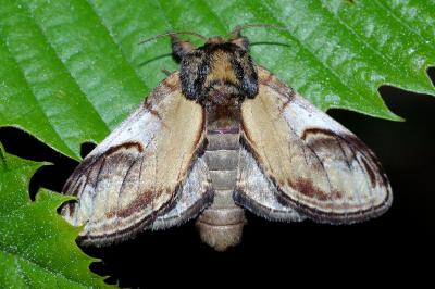 <i>Notodonta ziczac</i>