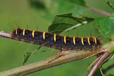 <i>Trichiura crataegi</i>