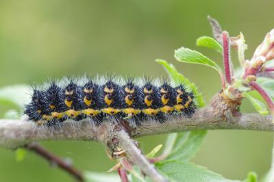 <i>Saturnia pavonia</i>