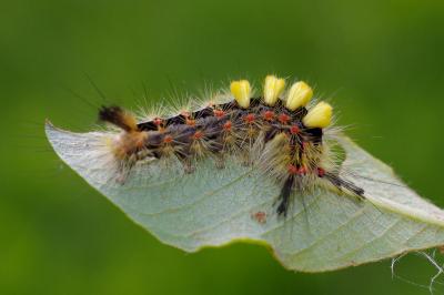 <i>Orgyia antiqua</i>