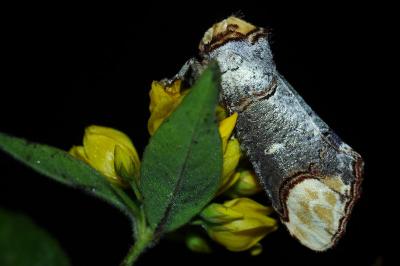 <i>Phalera bucephala</i>