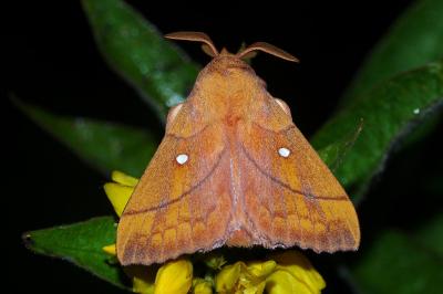 <i>Odonestis pruni</i>