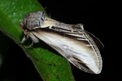 <i>Pheosia tremula</i>