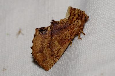 <i>Ptilodon capucina</i>