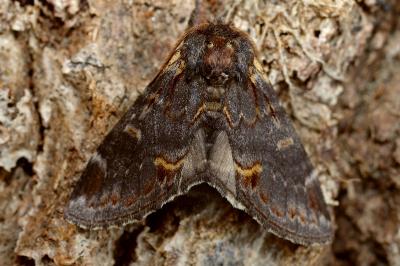 <i>Notodonta dromedarius</i>