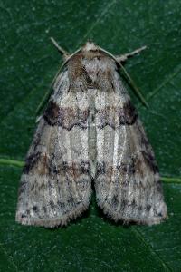 <i>Cymatophorina diluta</i>