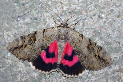 <i>Catocala electa</i>