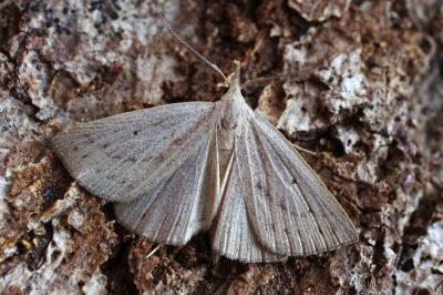 <i>Macrochilo cribrumalis</i>