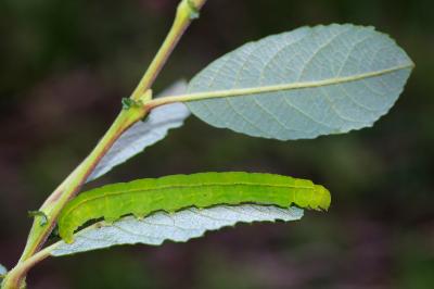 <i>Scoliopteryx libatrix</i>
