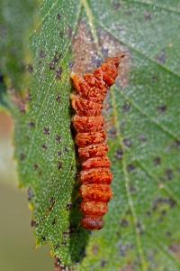 <i>Falcaria lacertinaria</i>