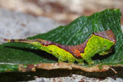 <i>Furcula furcula</i>