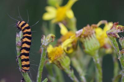 <i>Tyria jacobaeae</i>