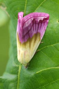 <i>Eublemma purpurina</i>