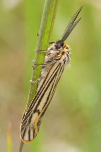 <i>Spiris striata</i>