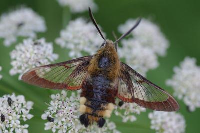 <i>Hemaris fuciformis</i>