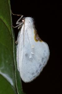 <i>Cilix hispanica</i>