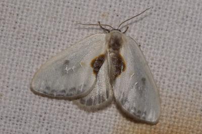 <i>Cilix hispanica</i>